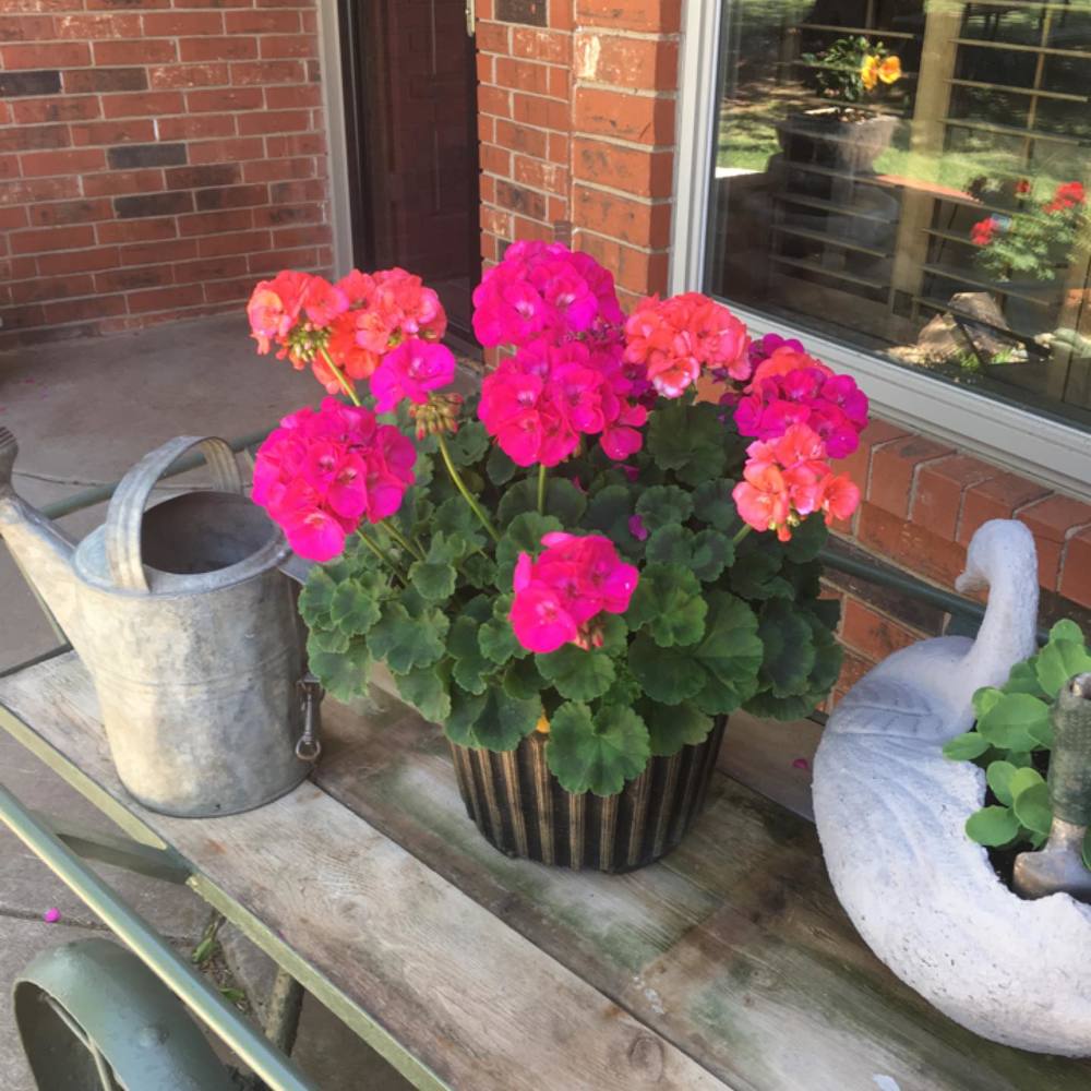 Meet your Posher, Connie